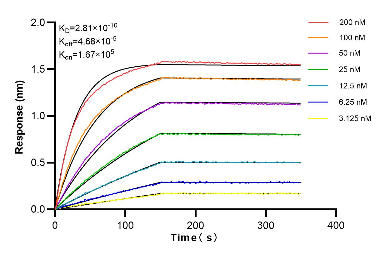 Affinity and Kinetic Characterization of 98041-1-RR