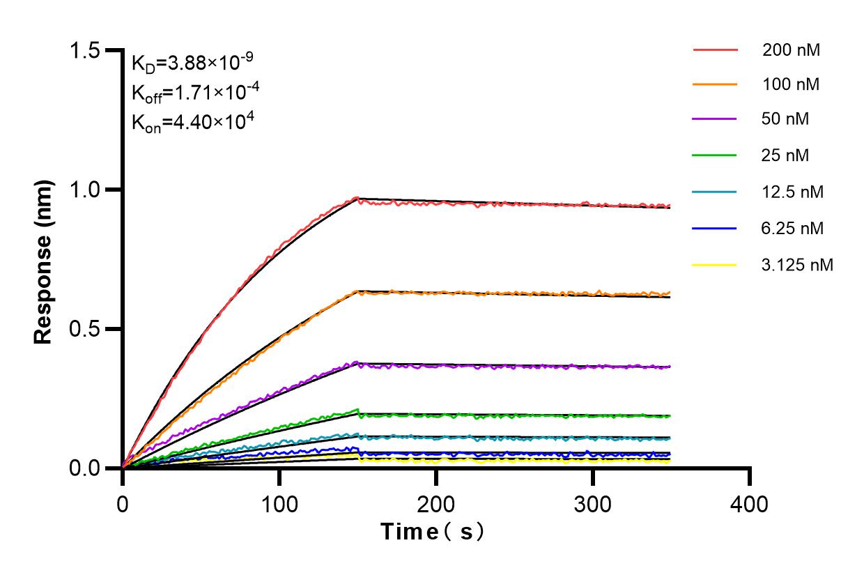 Affinity and Kinetic Characterization of 98042-1-RR