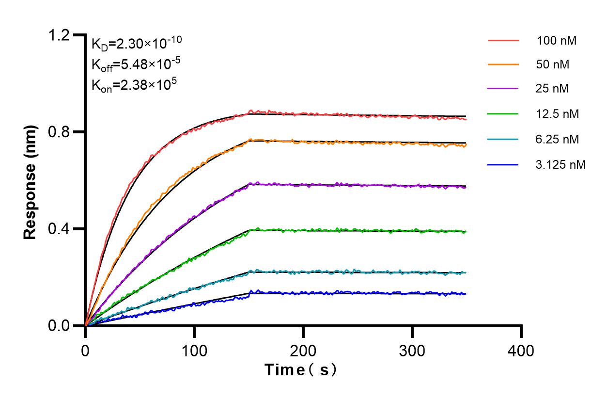 Affinity and Kinetic Characterization of 98043-1-RR