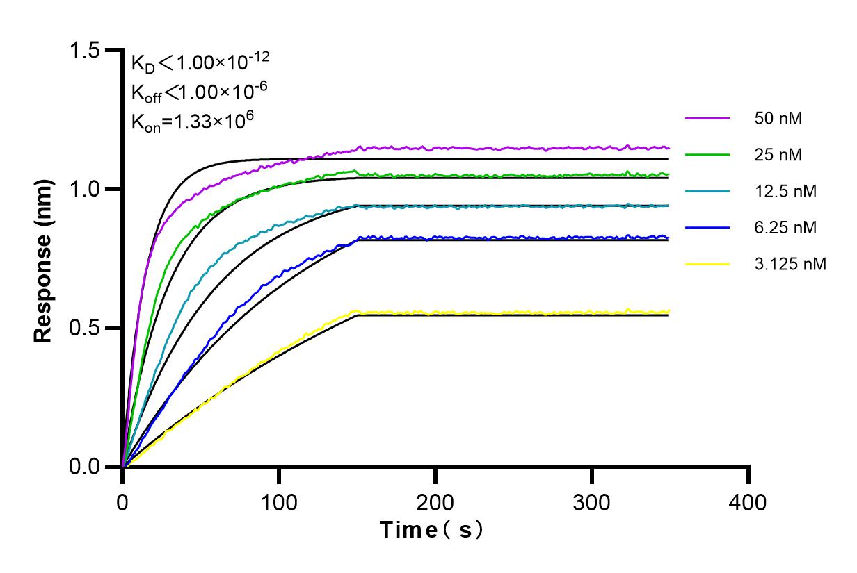 Affinity and Kinetic Characterization of 98053-1-RR