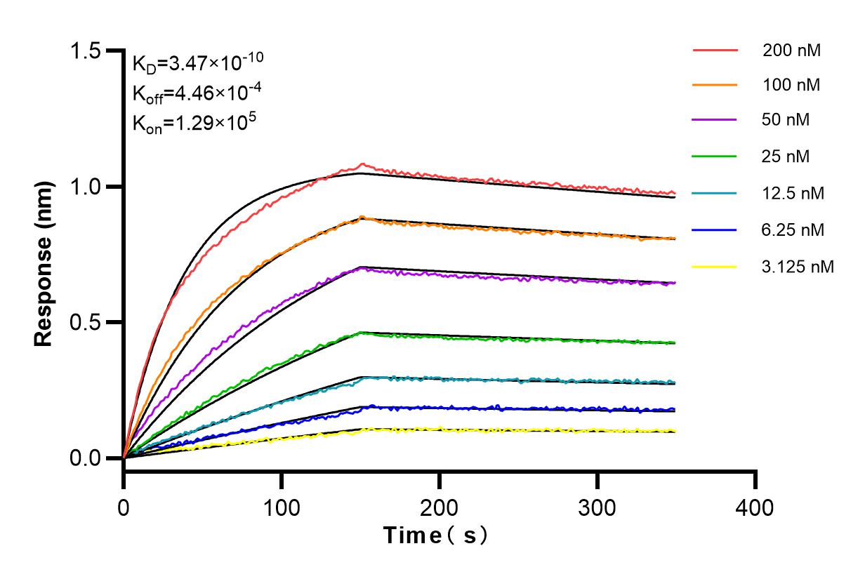 Affinity and Kinetic Characterization of 98060-1-RR