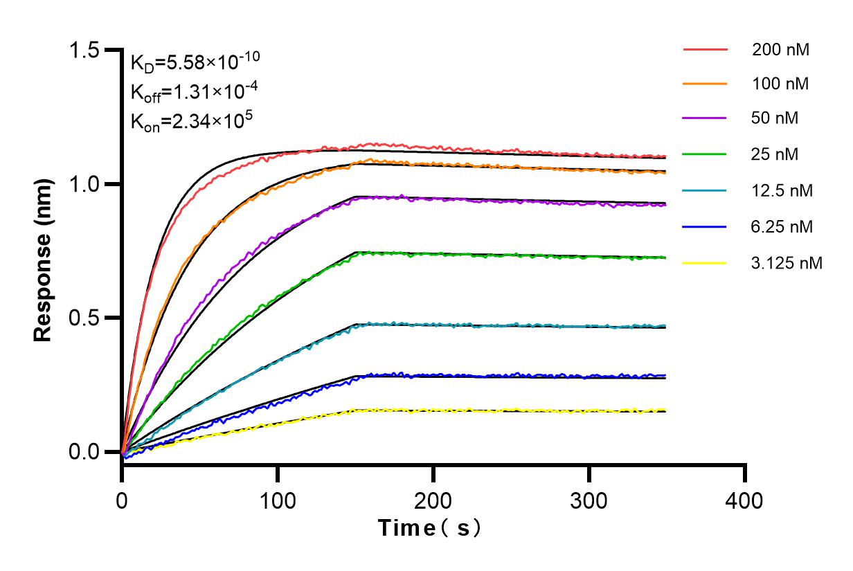 Affinity and Kinetic Characterization of 98062-1-RR