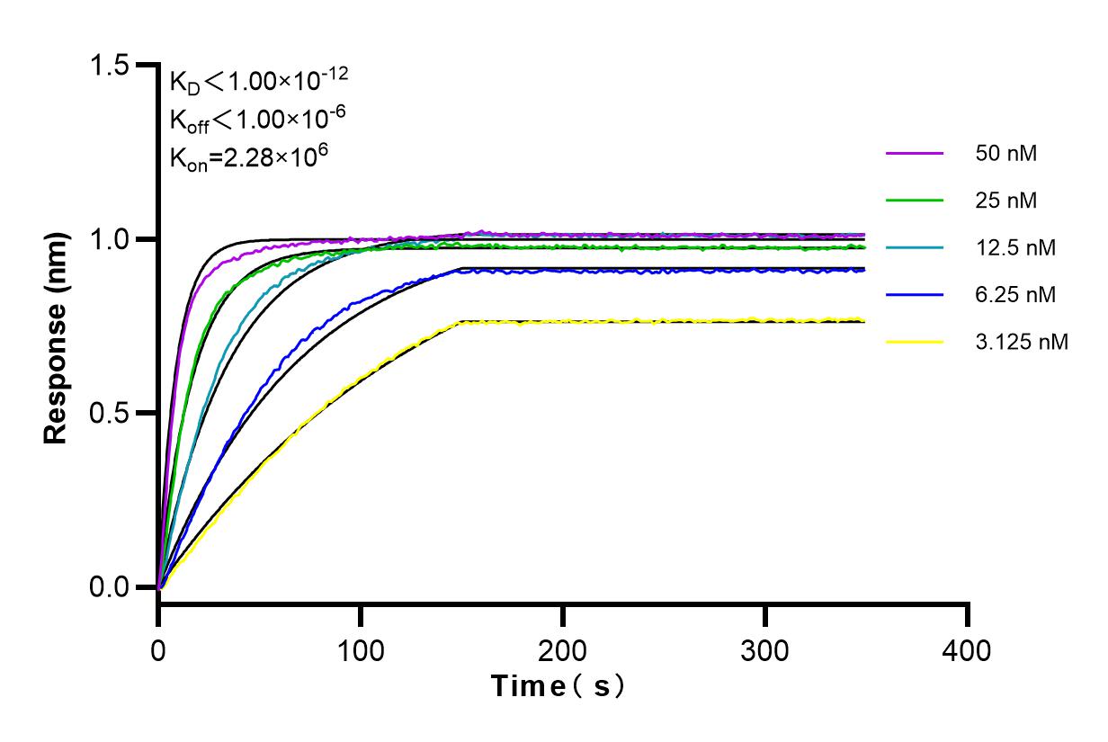 Affinity and Kinetic Characterization of 98064-1-RR