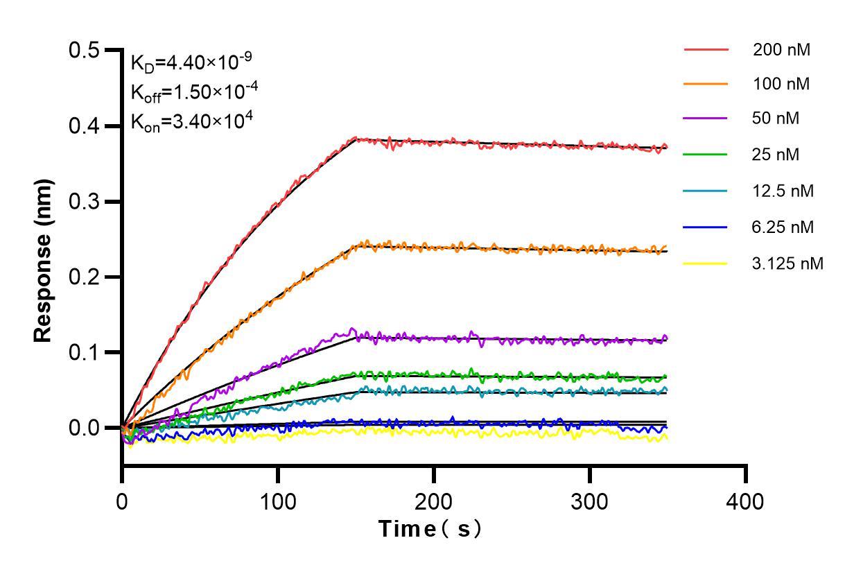 Affinity and Kinetic Characterization of 98065-1-RR