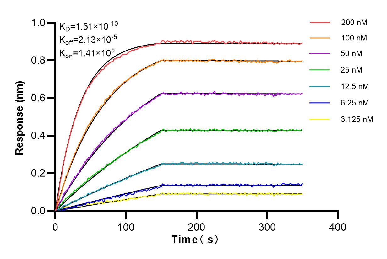 Affinity and Kinetic Characterization of 98072-1-RR