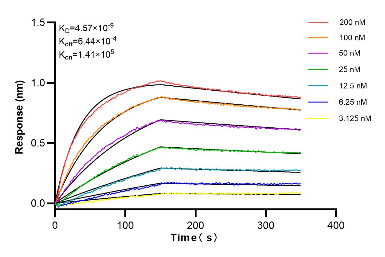 Affinity and Kinetic Characterization of 98074-1-RR