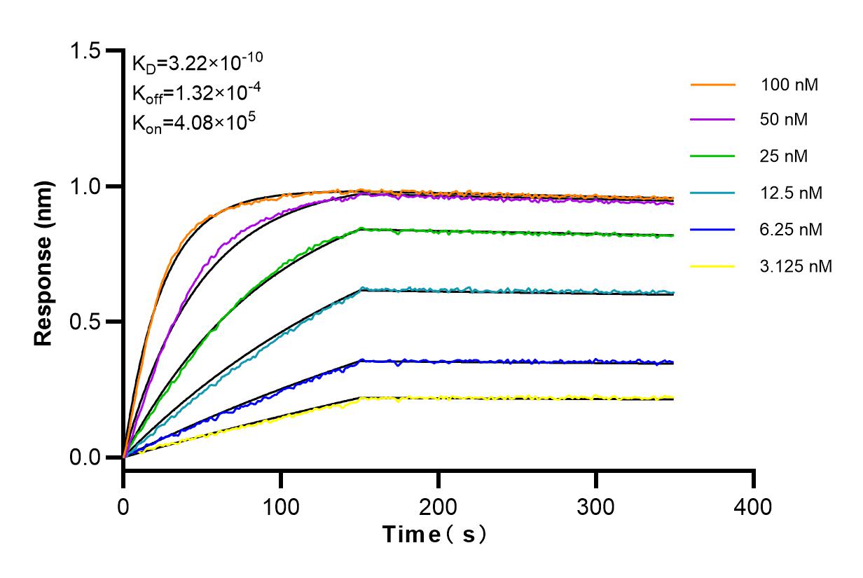 Affinity and Kinetic Characterization of 98087-1-RR