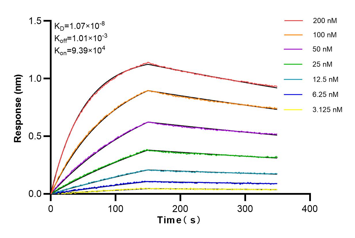 Affinity and Kinetic Characterization of 98090-1-RR