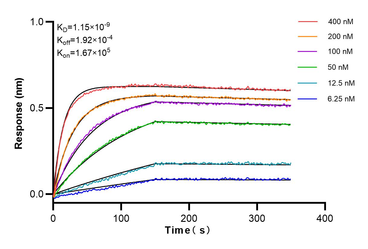 Affinity and Kinetic Characterization of 98091-1-RR