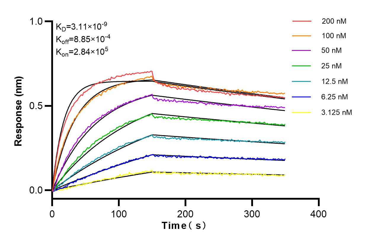 Affinity and Kinetic Characterization of 98092-1-RR