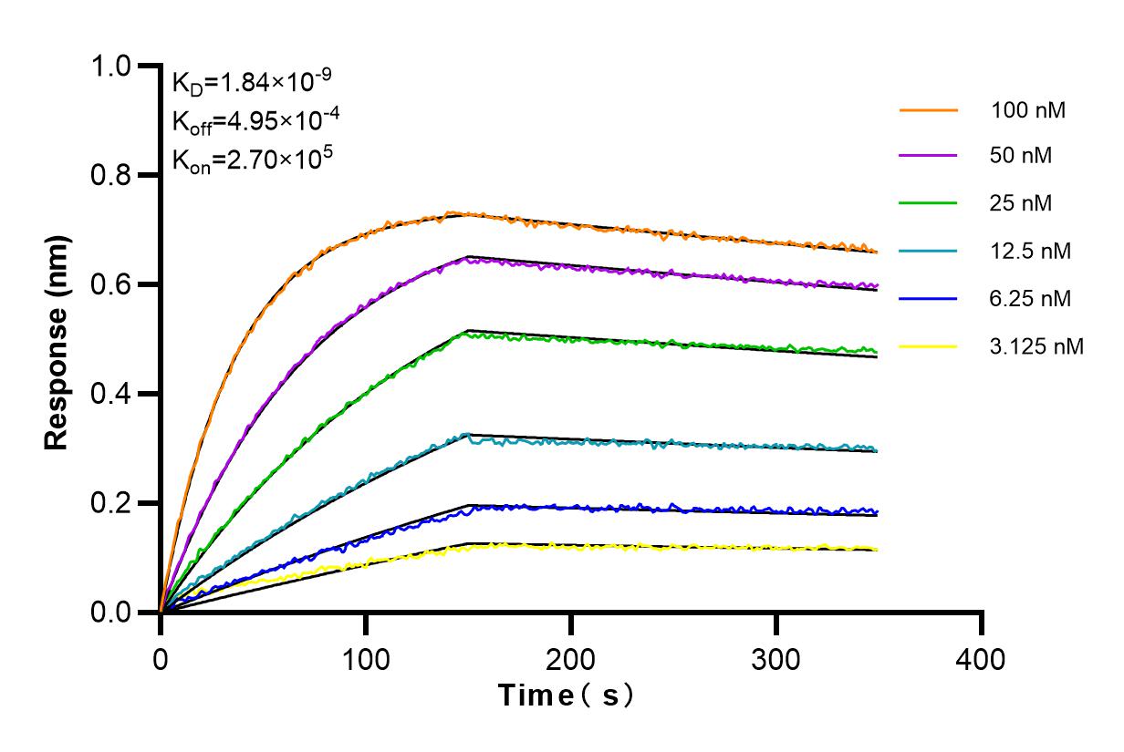 Affinity and Kinetic Characterization of 98096-1-RR