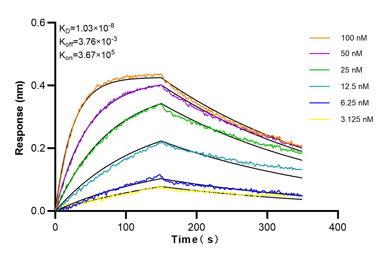 Affinity and Kinetic Characterization of 98112-1-RR