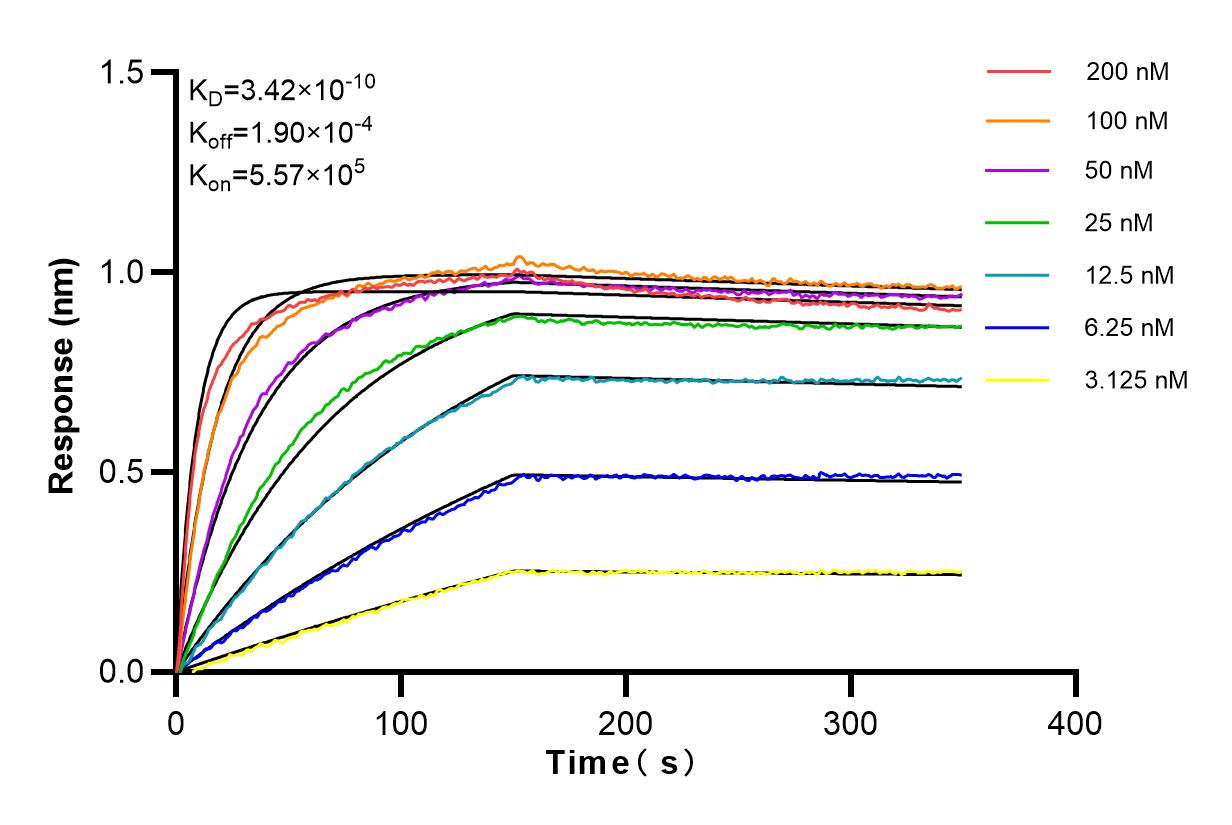 Affinity and Kinetic Characterization of 98113-1-RR