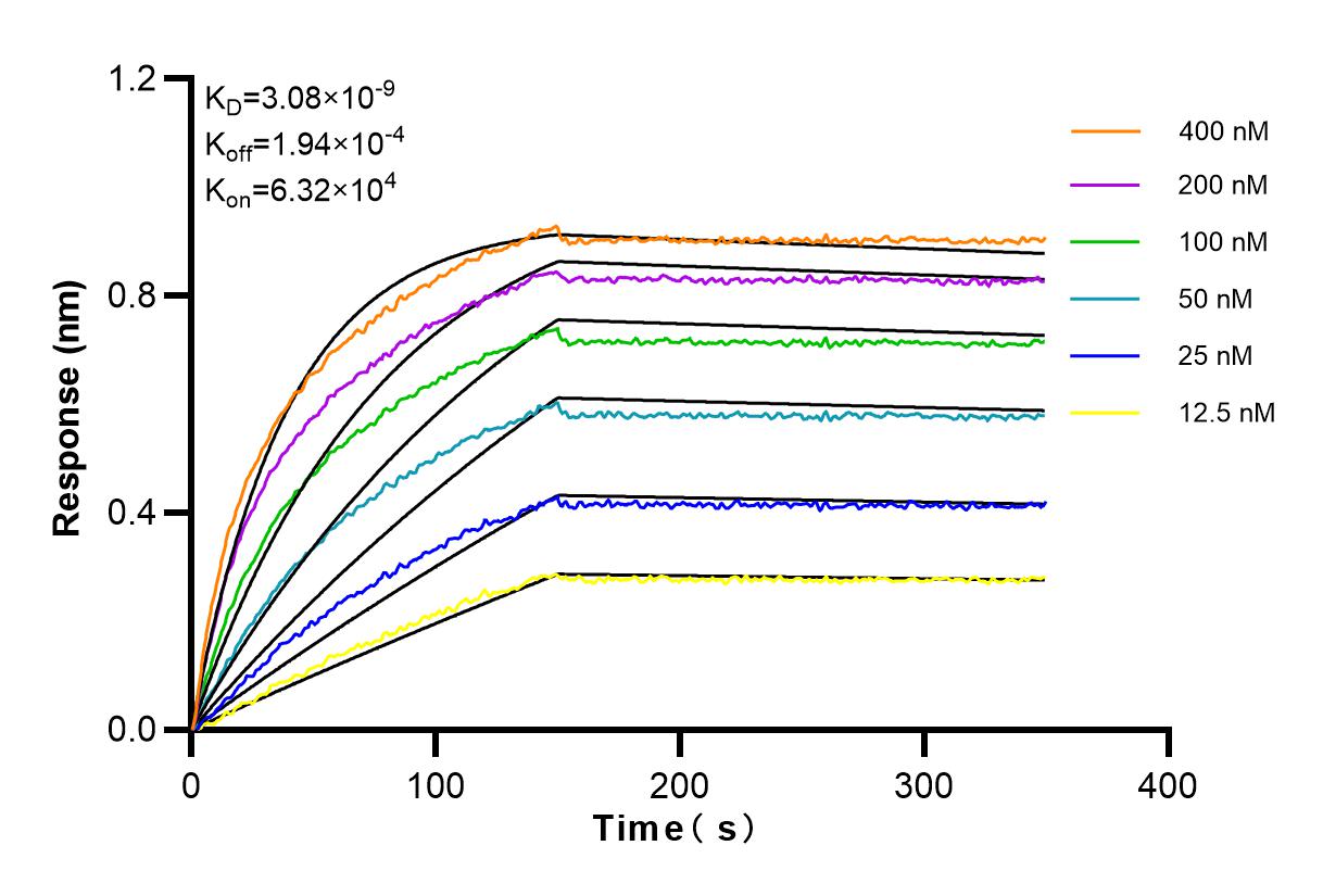 Affinity and Kinetic Characterization of 98123-1-RR