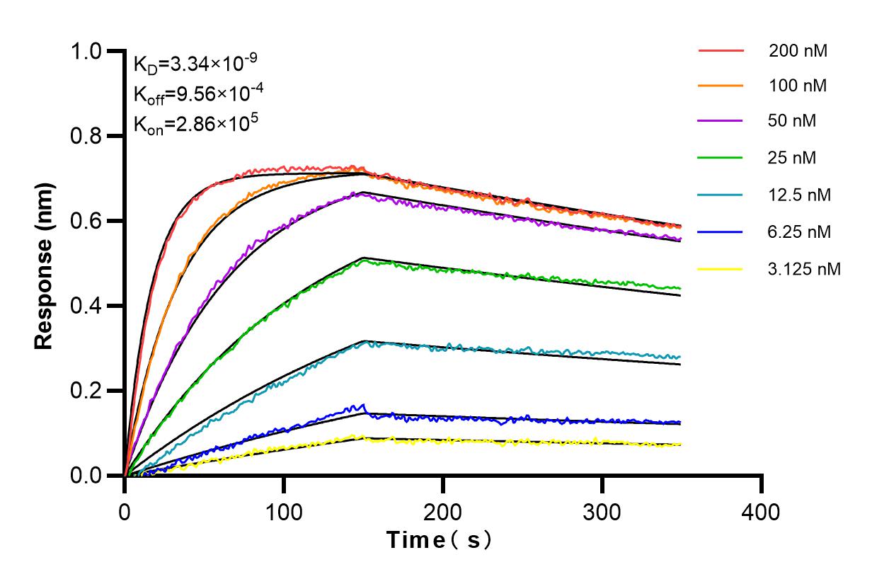 Affinity and Kinetic Characterization of 98126-1-RR