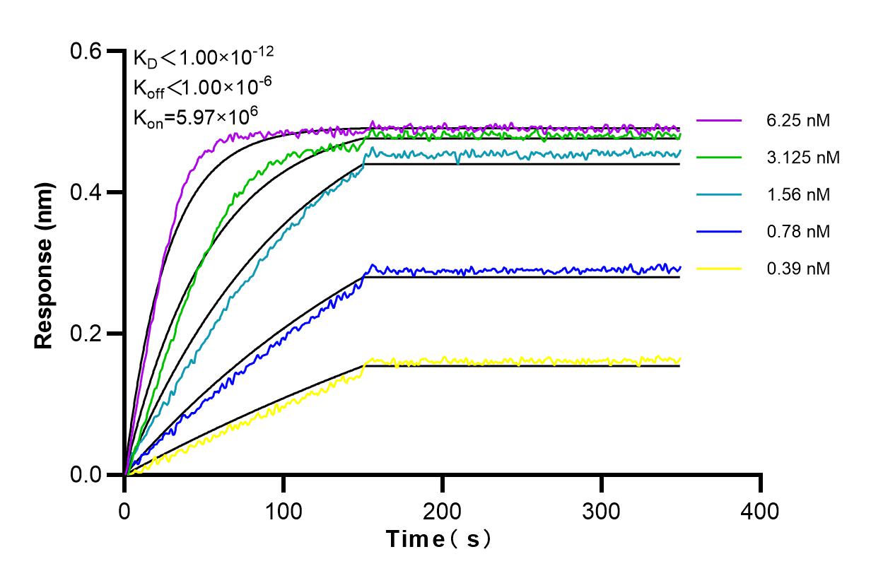 Affinity and Kinetic Characterization of 98137-1-RR