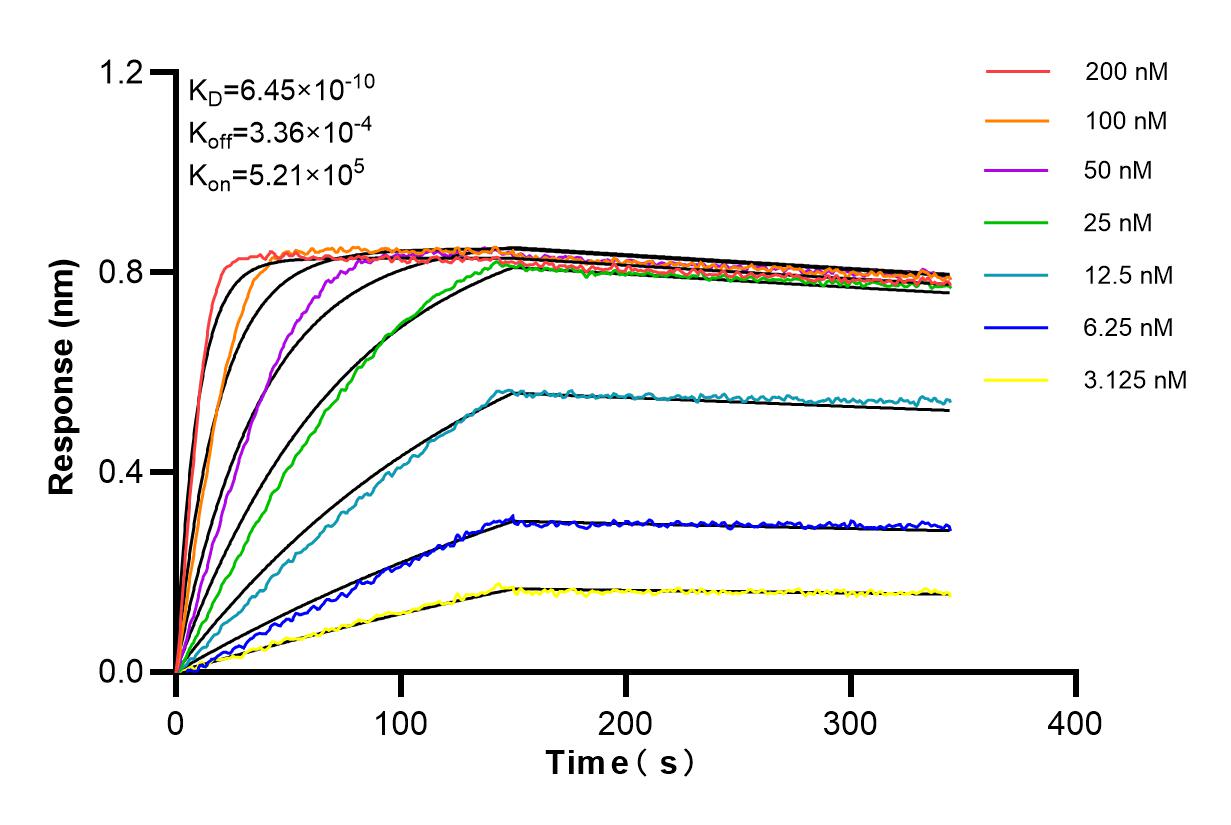 Affinity and Kinetic Characterization of 98151-1-RR