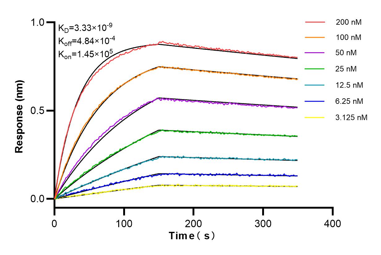 Affinity and Kinetic Characterization of 98155-1-RR