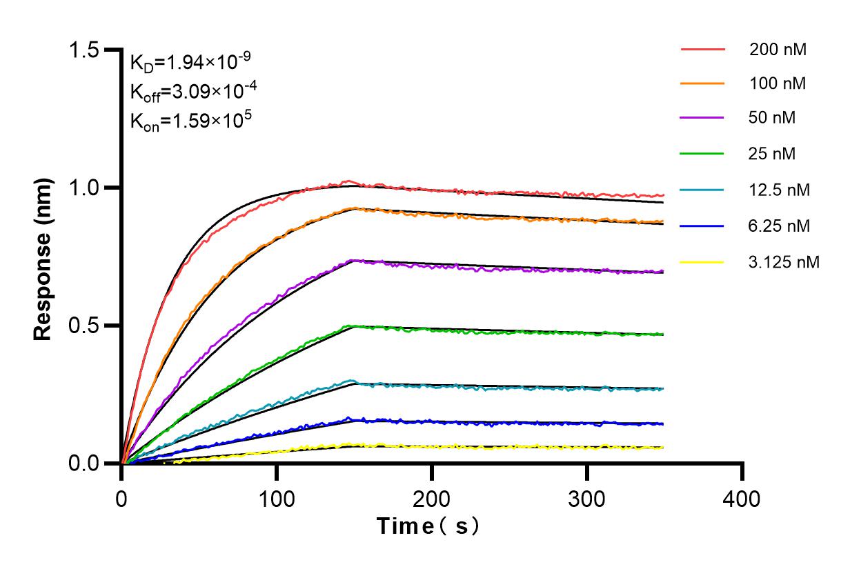 Affinity and Kinetic Characterization of 98156-1-RR