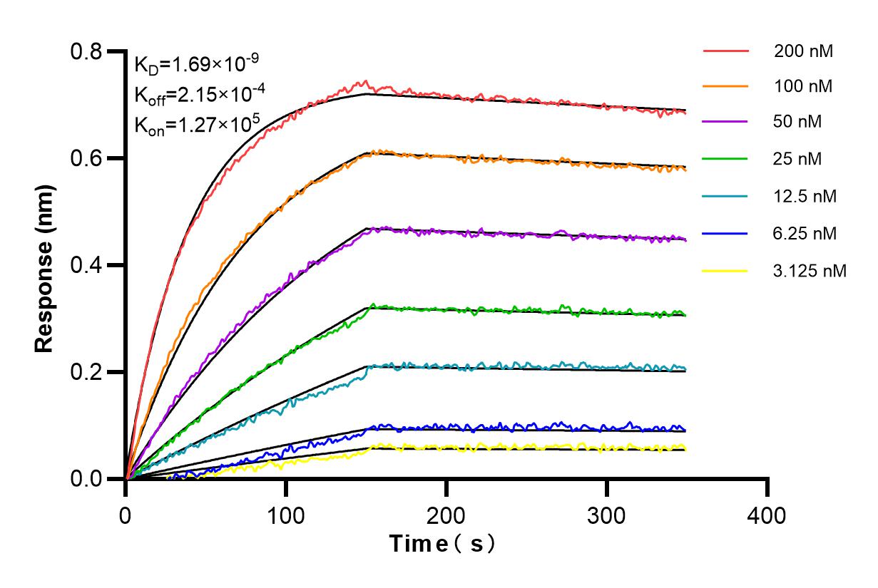 Affinity and Kinetic Characterization of 98159-1-RR