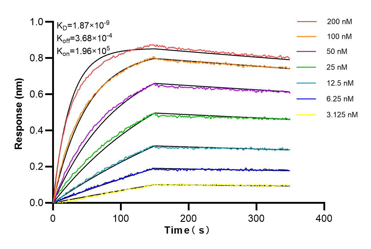 Affinity and Kinetic Characterization of 98160-1-RR