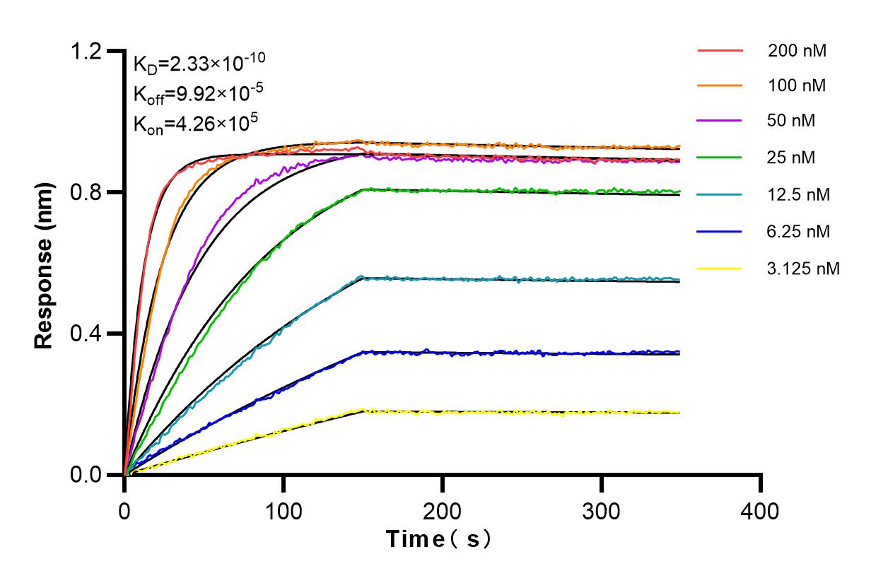 Affinity and Kinetic Characterization of 98163-1-RR