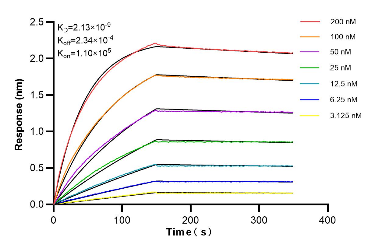 Affinity and Kinetic Characterization of 98165-1-RR