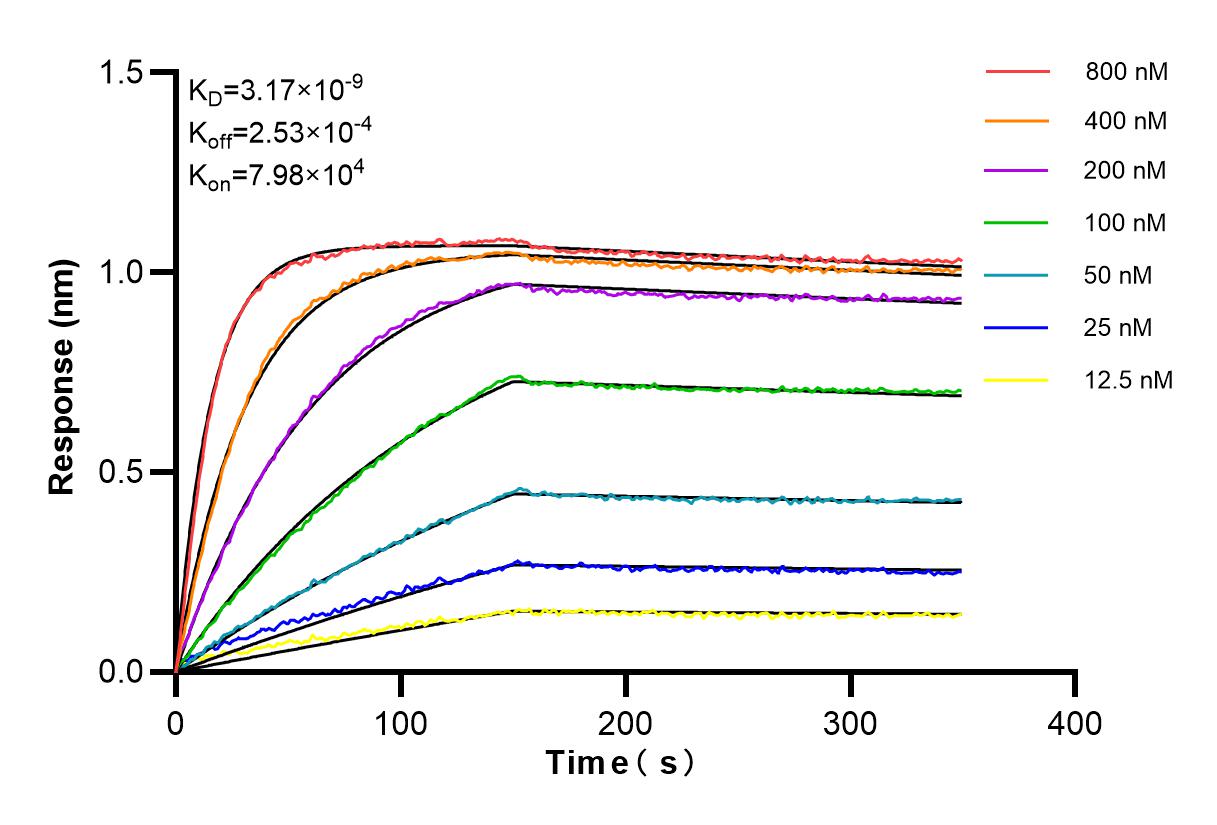 Affinity and Kinetic Characterization of 98172-1-RR