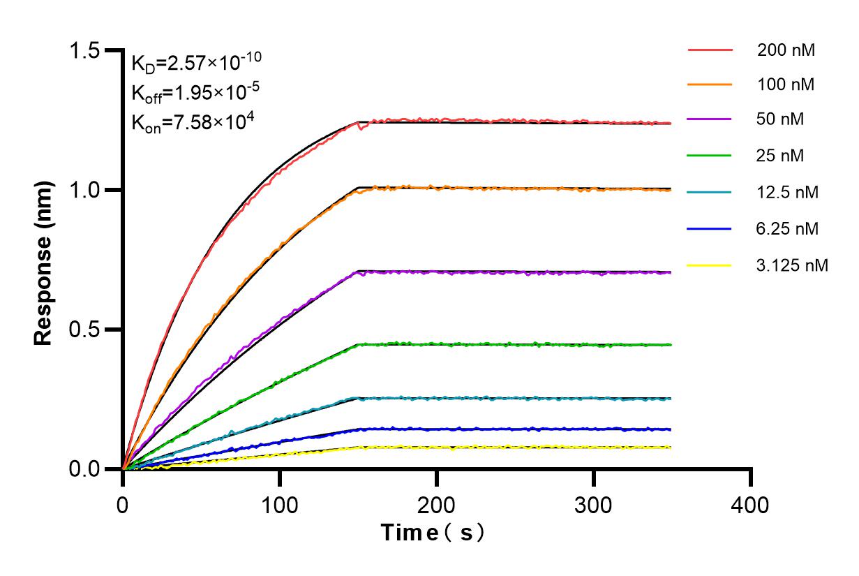 Affinity and Kinetic Characterization of 98173-1-RR