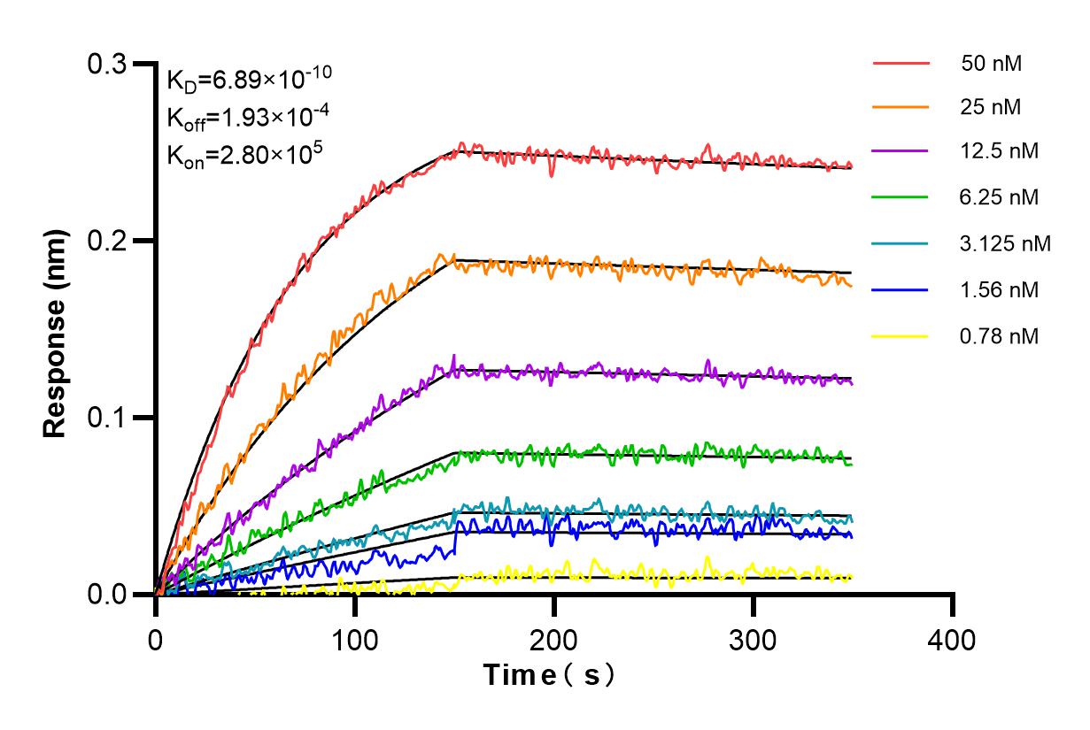 Affinity and Kinetic Characterization of 98178-1-RR