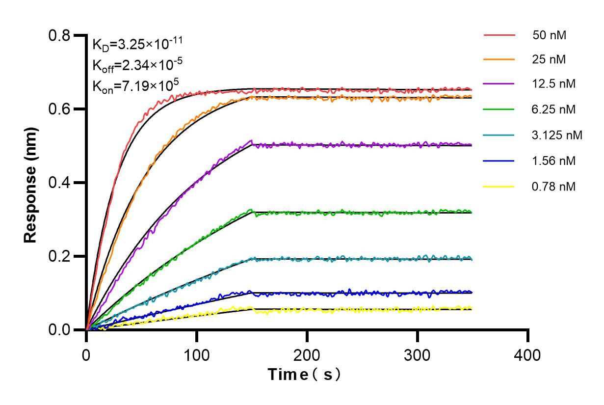 Affinity and Kinetic Characterization of 98179-1-RR