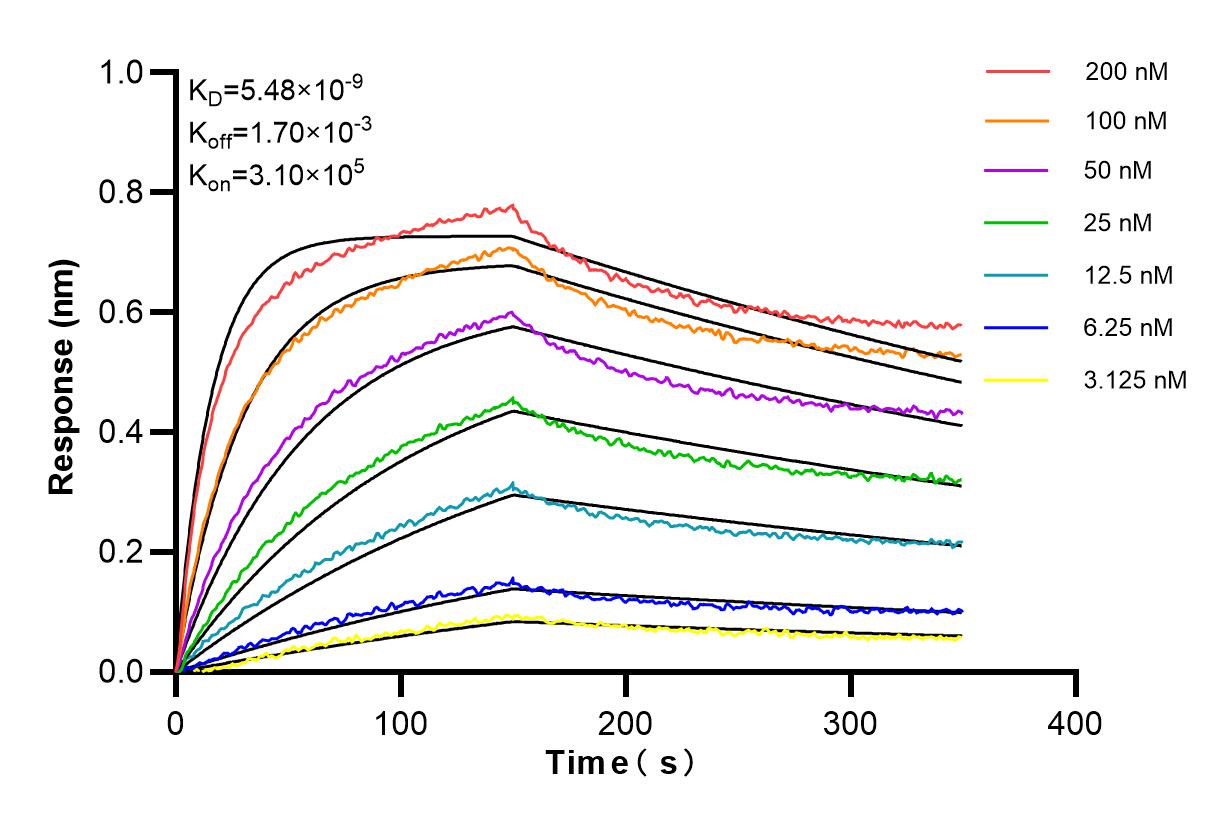 Affinity and Kinetic Characterization of 98181-1-RR