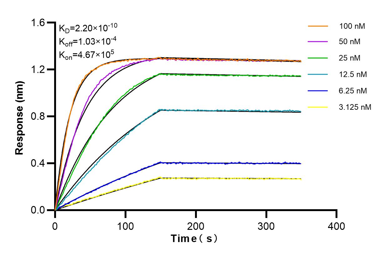 Affinity and Kinetic Characterization of 98183-1-RR