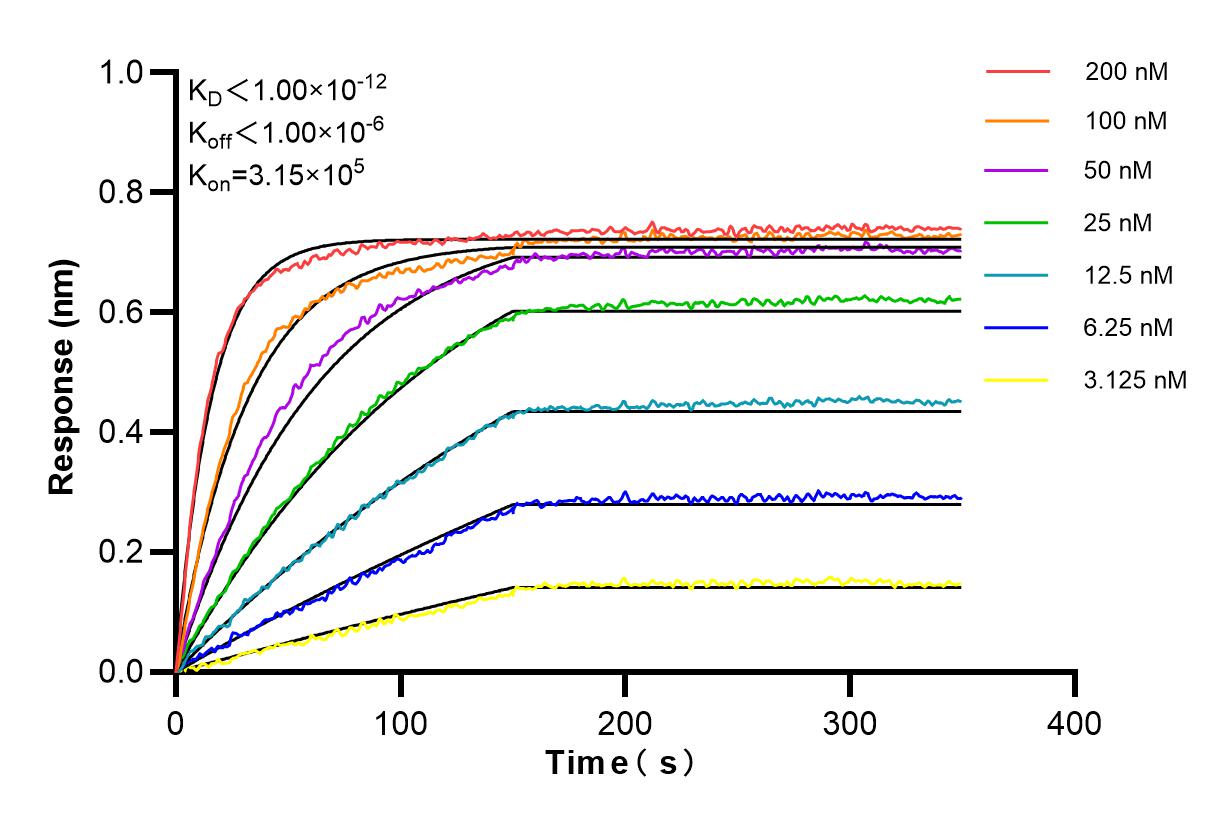 Affinity and Kinetic Characterization of 98187-1-RR