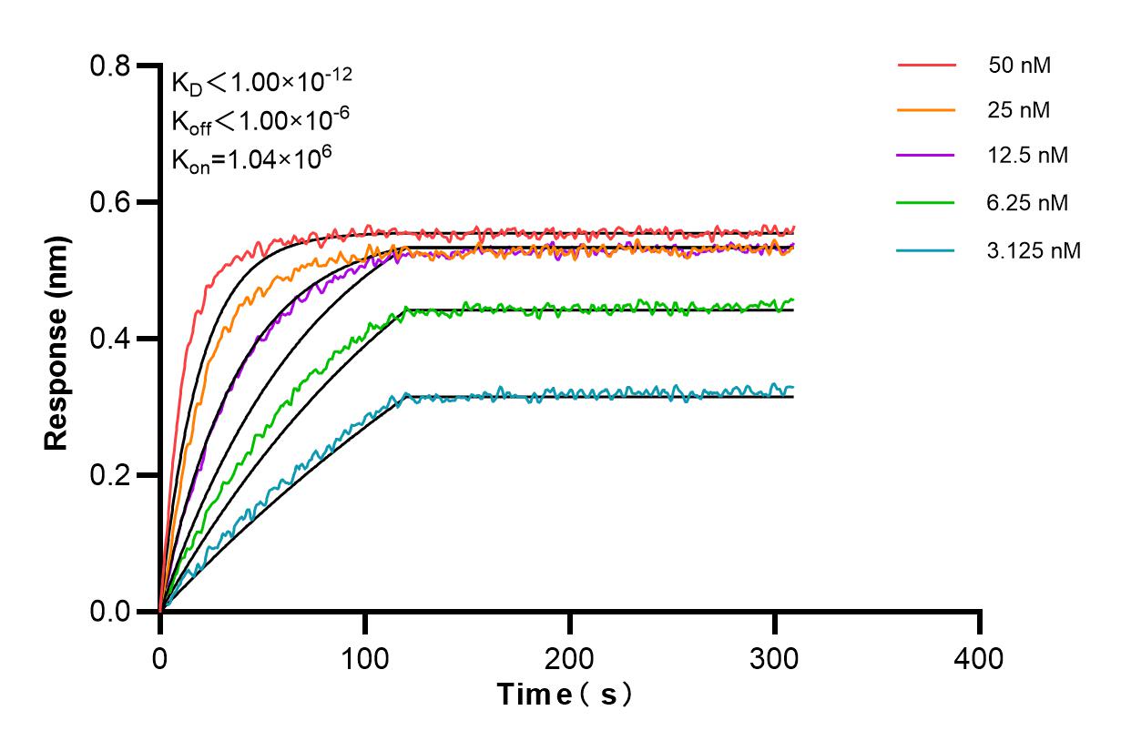 Affinity and Kinetic Characterization of 98199-1-RR