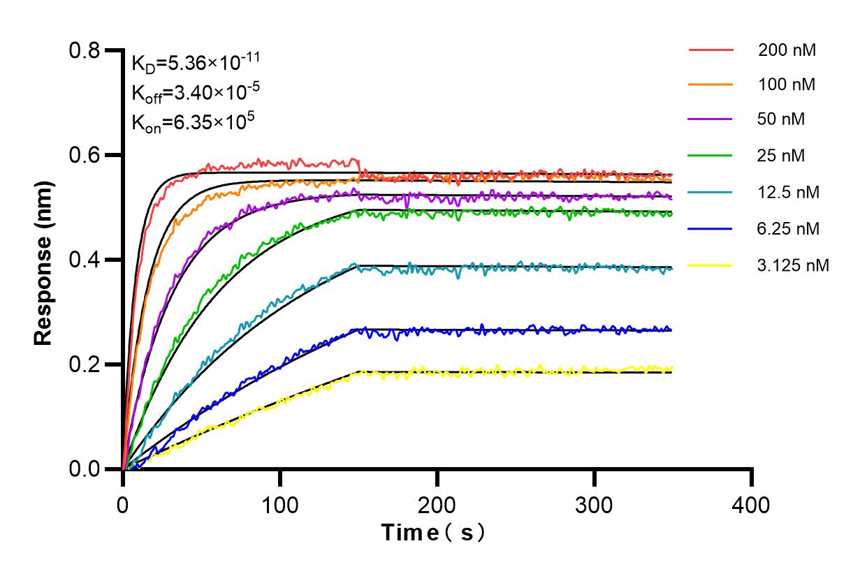 Affinity and Kinetic Characterization of 98203-1-RR