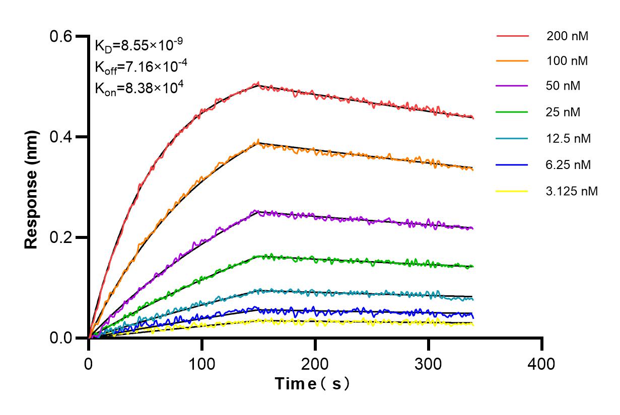 Affinity and Kinetic Characterization of 98206-1-RR