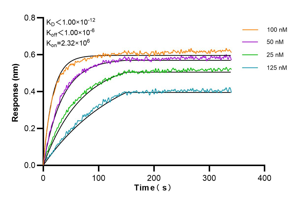 Affinity and Kinetic Characterization of 98216-1-RR