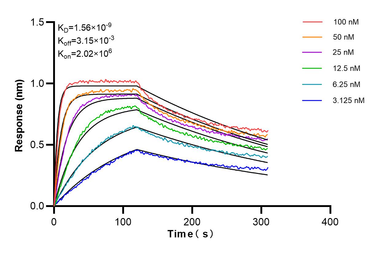 Affinity and Kinetic Characterization of 98226-1-RR