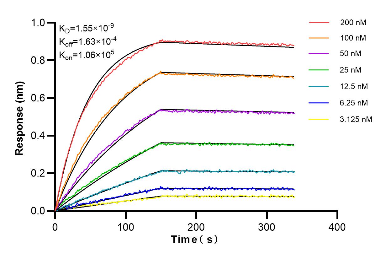 Affinity and Kinetic Characterization of 98234-1-RR