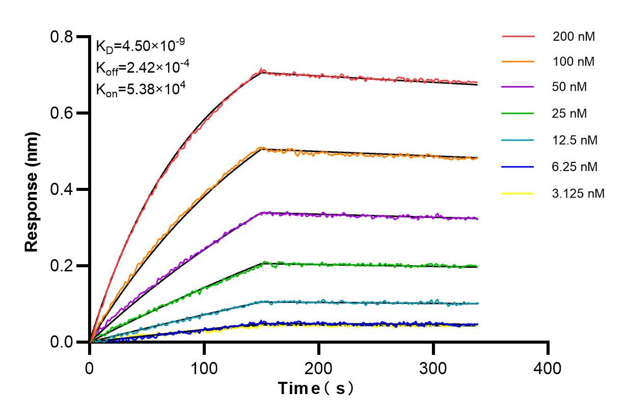 Affinity and Kinetic Characterization of 98236-1-RR