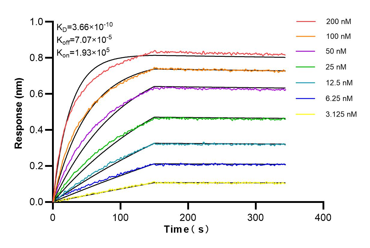 Affinity and Kinetic Characterization of 98238-1-RR