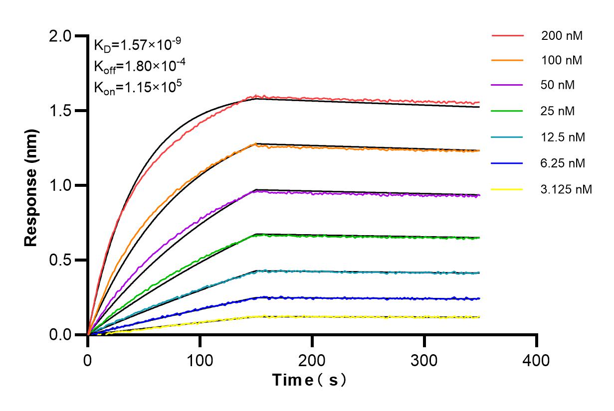 Affinity and Kinetic Characterization of 98243-1-RR