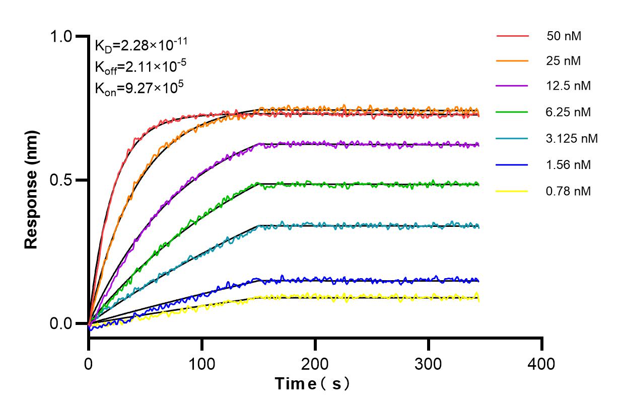 Affinity and Kinetic Characterization of 98267-1-RR