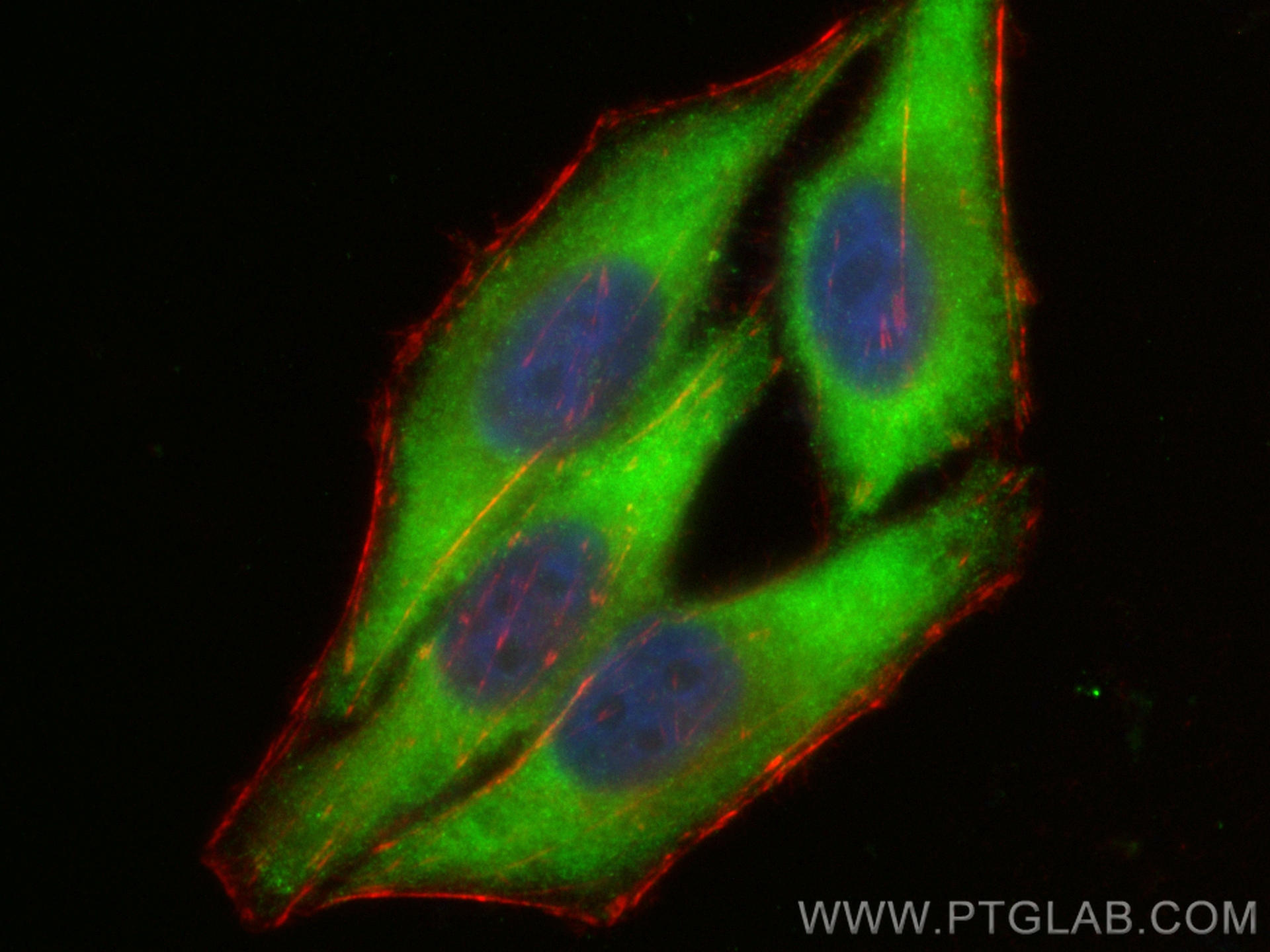 IF Staining of HepG2 using CL488-17394