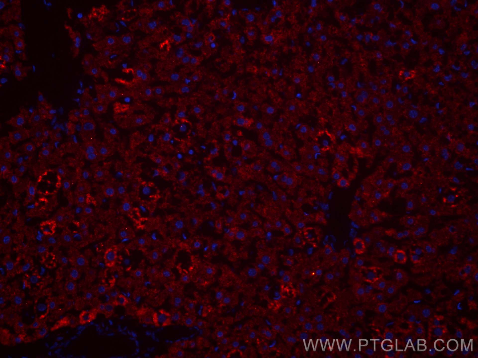 IF Staining of mouse liver using CL594-66051