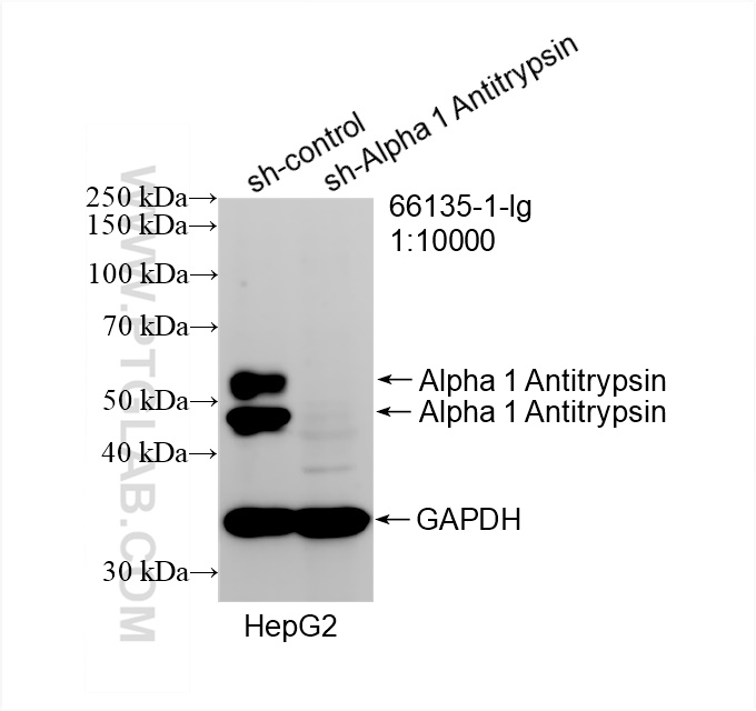 WB analysis of HepG2 using 66135-1-Ig