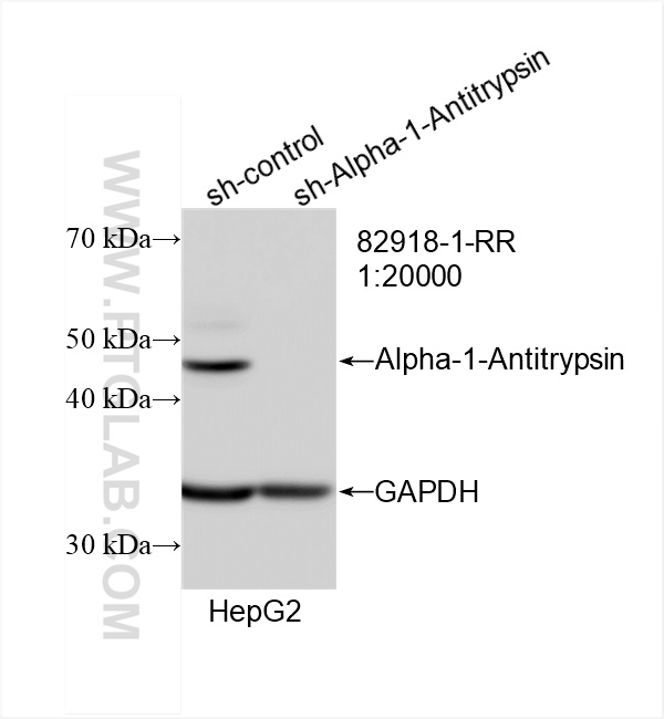 WB analysis of HepG2 using 82918-1-RR (same clone as 82918-1-PBS)