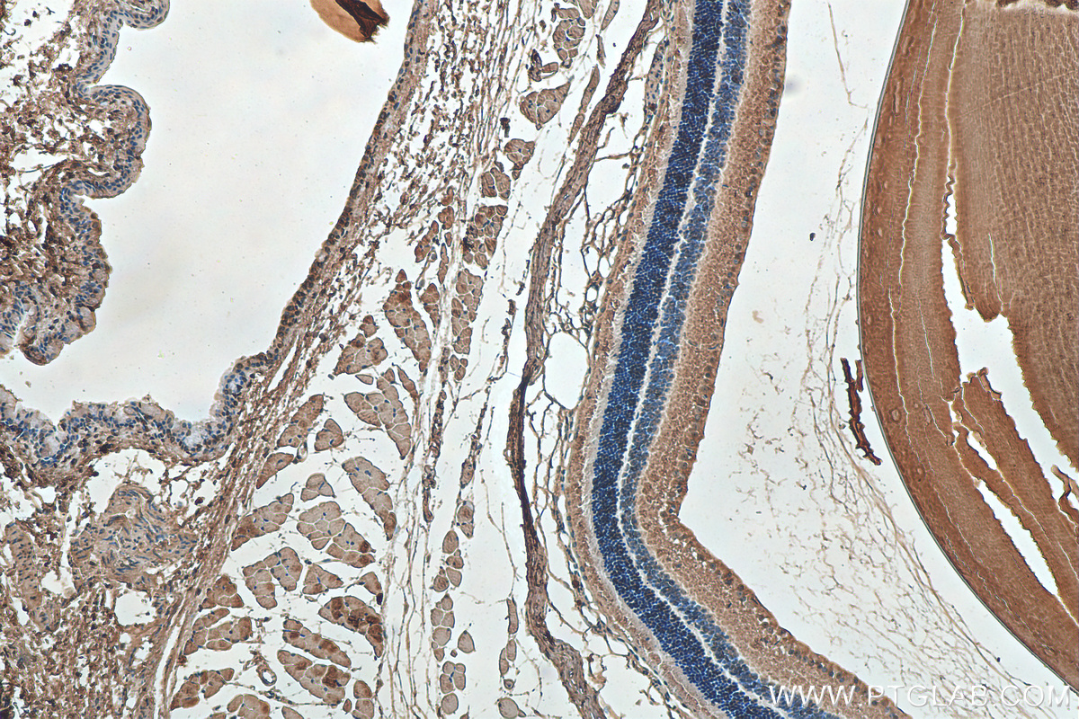 IHC staining of mouse eye using 68001-1-Ig (same clone as 68001-1-PBS)