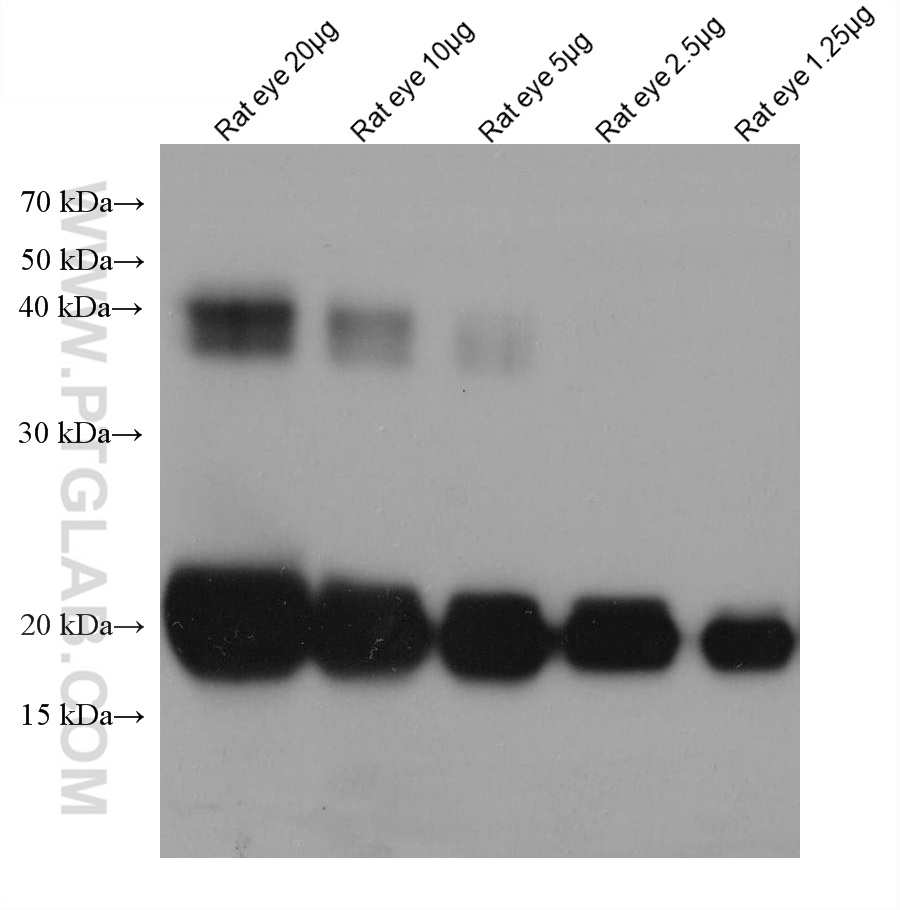 WB analysis of rat eye using 68001-1-Ig (same clone as 68001-1-PBS)